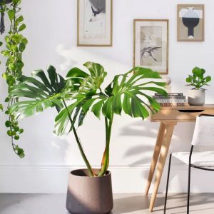 Image product 10.2 min