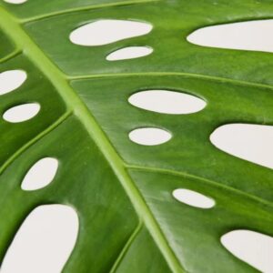 Image product 10.3 min