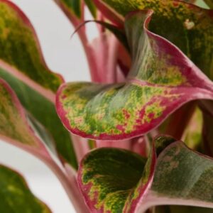 Image product 6.3 min