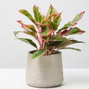 Image product 6.4 min