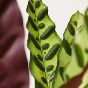 Image product 7.3 min