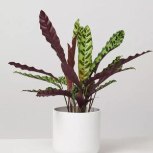 Image product 7.4 min