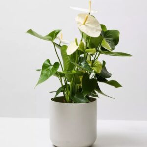 Image product 8.3 min