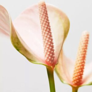 Image product 9.2 min