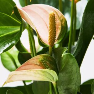 Image product 9.3 min