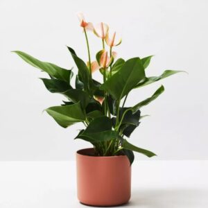 Image product 9.4 min